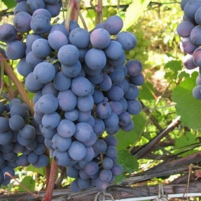 Виноград Агат
