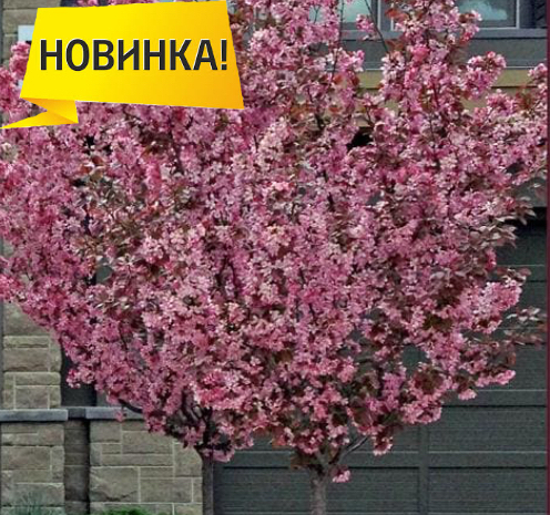 <span style="font-weight: bold;">СКОРО В ПРОДАЖЕ </span>