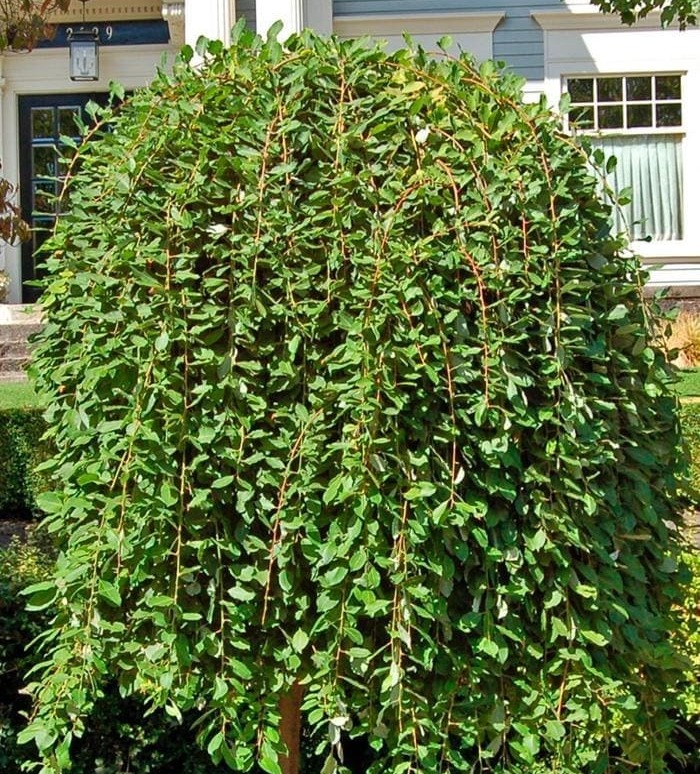 <span style="font-weight: bold;">СКОРО В ПРОДАЖЕ</span> 