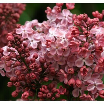 Мулатка Мулатка