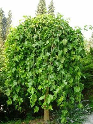 <span style="font-weight: bold;">СКОРО В ПРОДАЖЕ </span>