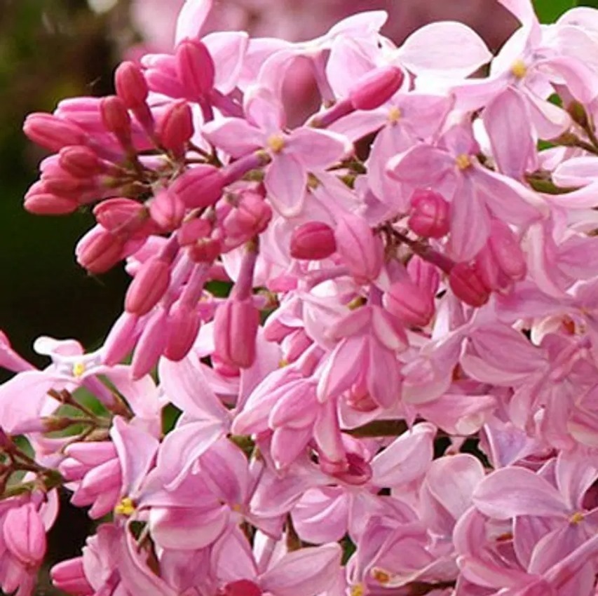 Бюффон Бюффон