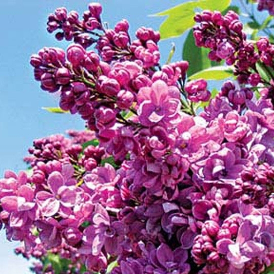 Богдан Хмельницкий Богдан Хмельницкий