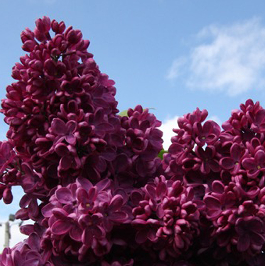 Знамя Ленина Знамя Ленина