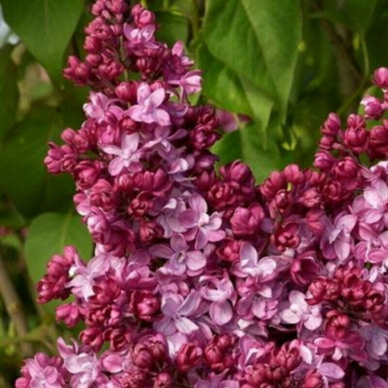 Князь Волконский Князь Волконский