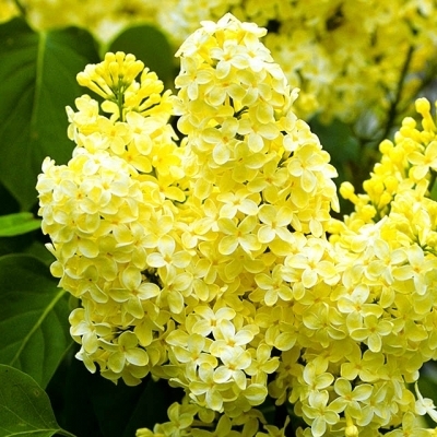 Прим Роуз Прим Роуз