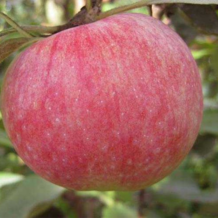 Конфетное сорт яблок фото