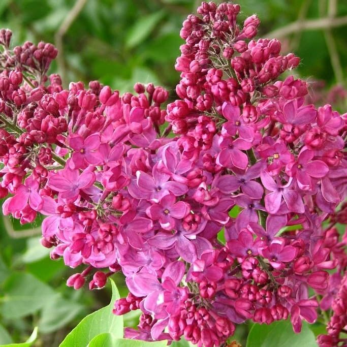 Индия Индия