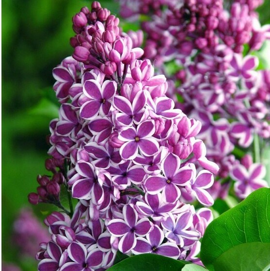 Сенсация Сенсация