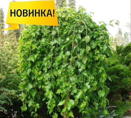 <span style="font-weight: bold;">СКОРО В ПРОДАЖЕ </span>