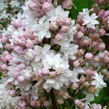 Красавица Москвы Красавица Москвы