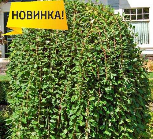 <span style="font-weight: bold;">СКОРО В ПРОДАЖЕ</span> 