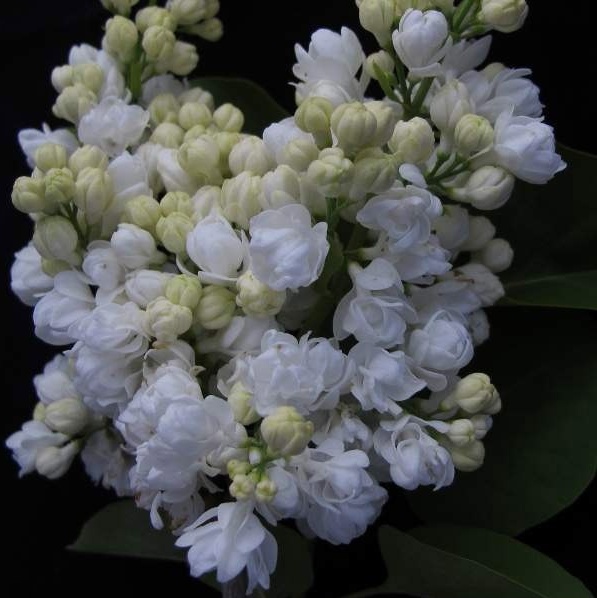 Память о Колесникове Память о Колесникове